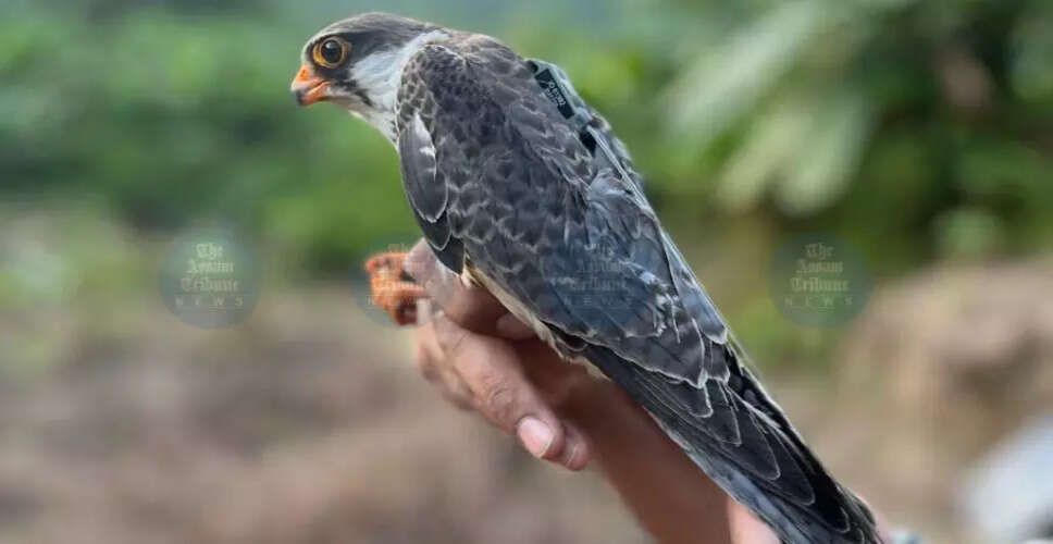 Amur Falcons Thrive in Africa: Updates from Manipur's Tracking Project