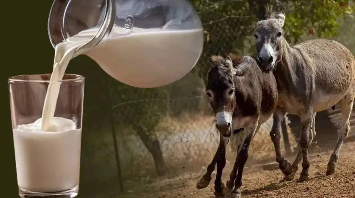 The Surprising Value of Donkey Milk: A Rising Trend