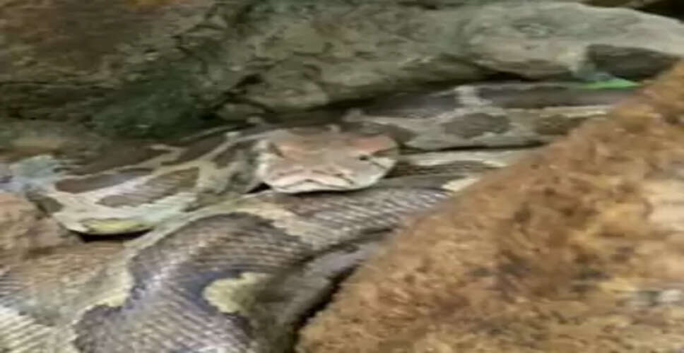 What Happened When a Python Decided to Relax After a Feast at IGNOU?