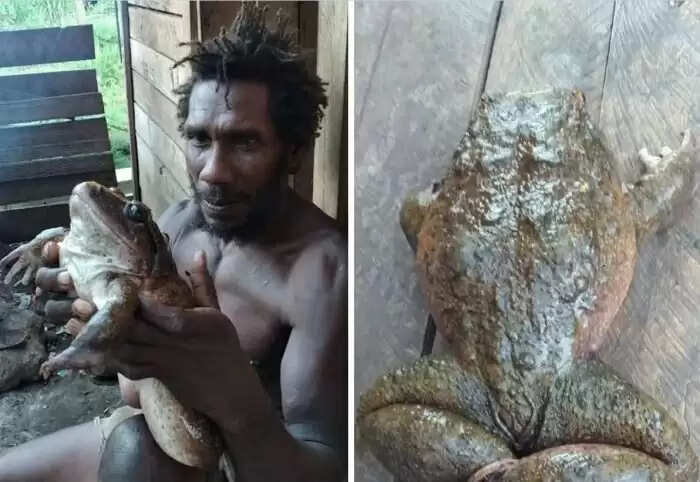 Giant Frog Discovery in Solomon Islands Captivates Social Media