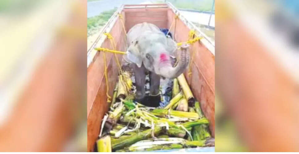 Concerns Rise Over Illegal Elephant Trade in Assam Following Arrest in Rajasthan