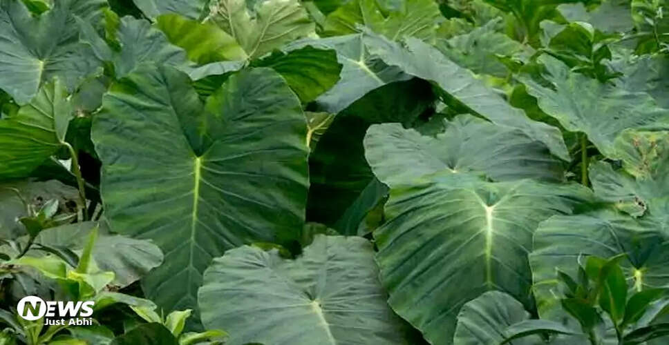 The Benefits and Care of Elephant Ear Plants for Your Home