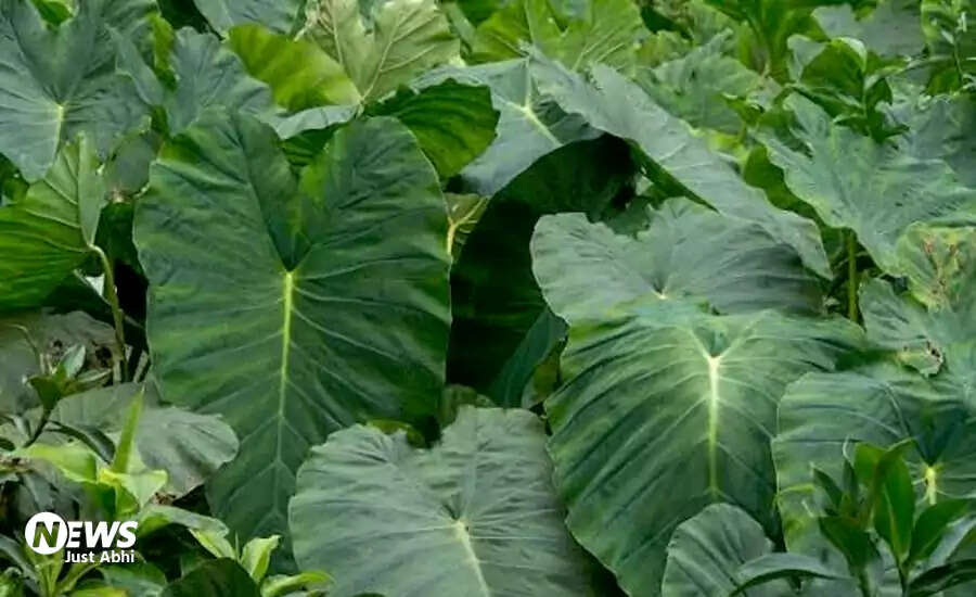 The Benefits and Care of Elephant Ear Plants for Your Home