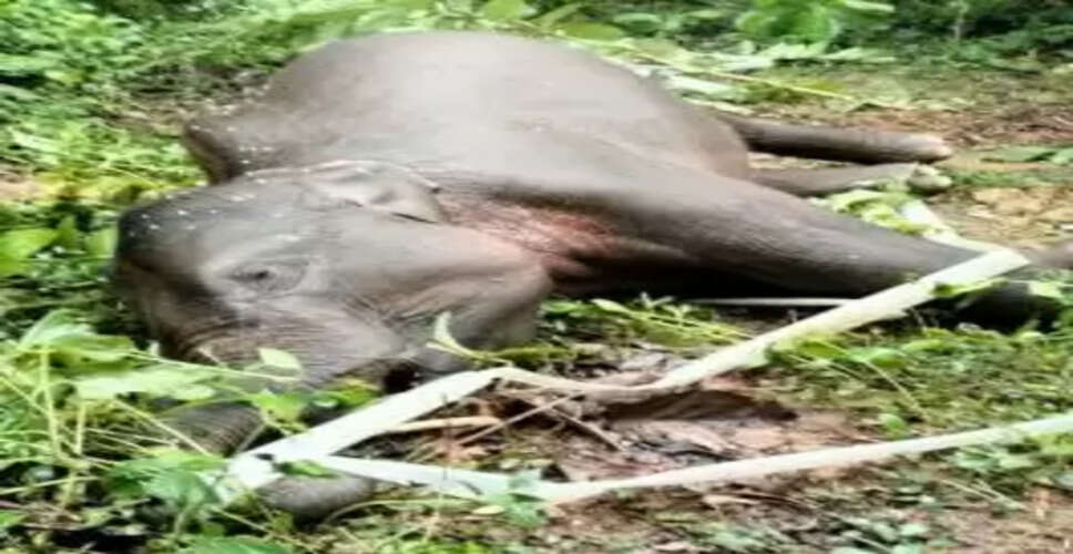 Tragic Discovery: Female Elephant Found Dead in Dhenkanal's Hindol Forest