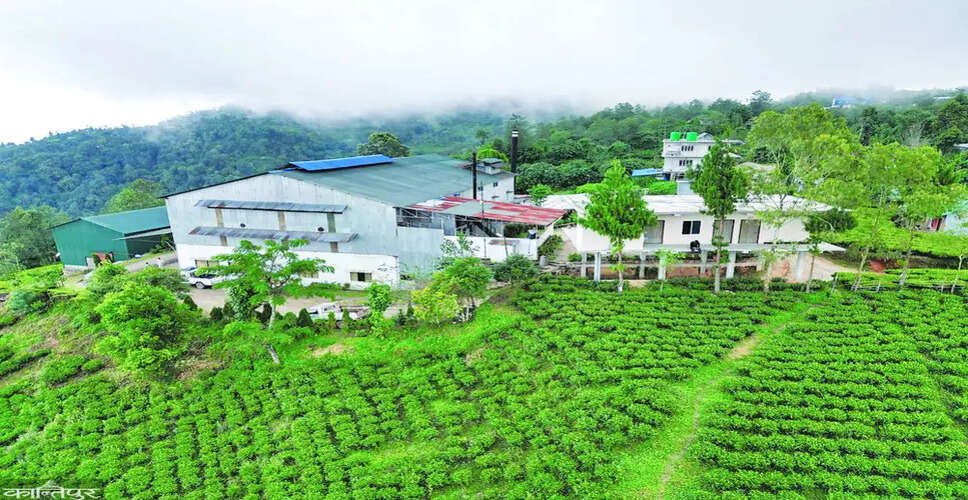 Nepal's Tea Producers Halt Operations Amidst India's New Import Regulations