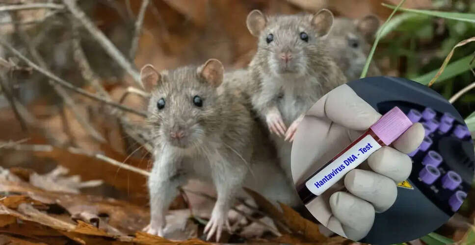 Understanding Hantavirus: Risks, Symptoms, and Prevention Strategies
