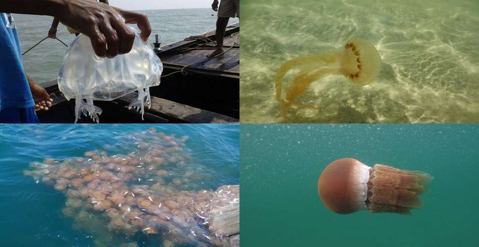 Jellyfish offer potential income for fishermen: CMFRI