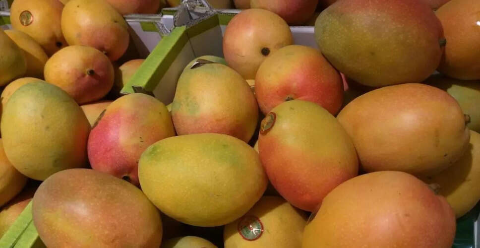 Indian Mangoes Create Buzz in the US Market This Summer