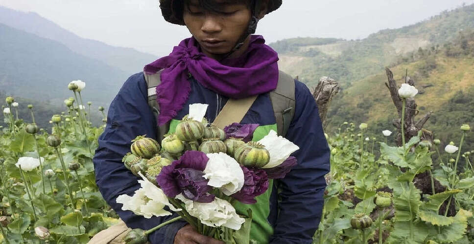 Destruction of Opium Cultivation in Manipur's Kangpokpi District