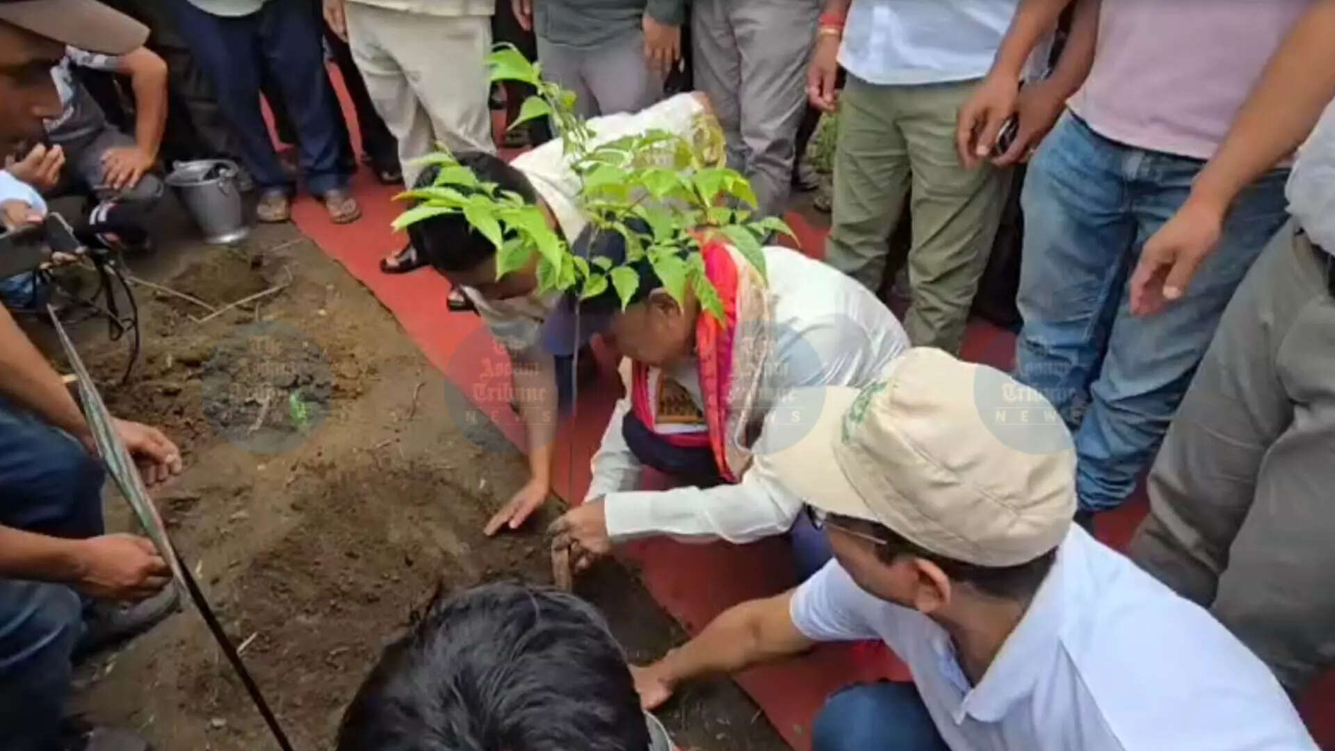 Assam Achieves Record Sapling Plantation on World Environment Day