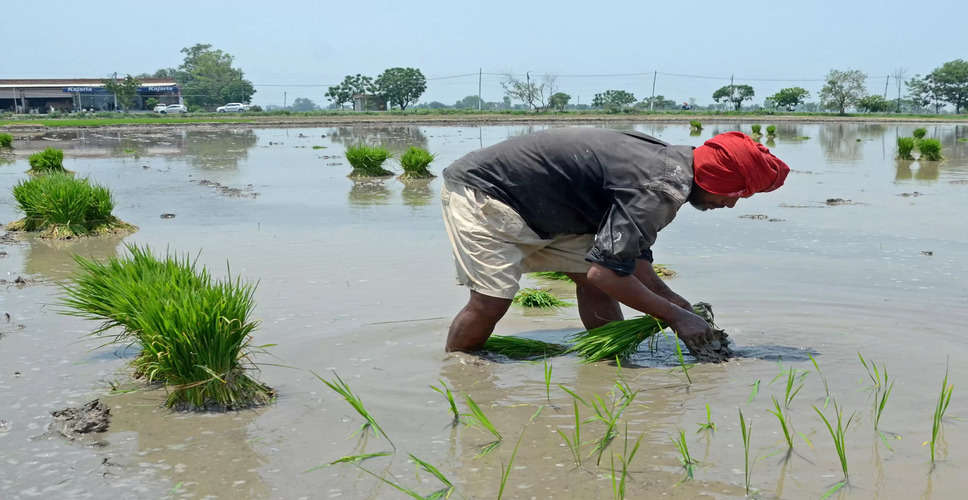 Haryana push to pull farmers out of paddy-wheat-rice cycle, save water