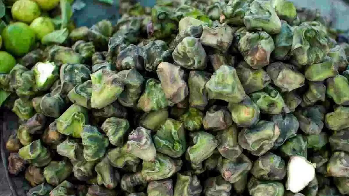 The Incredible Benefits of Water Caltrop (Singhada)