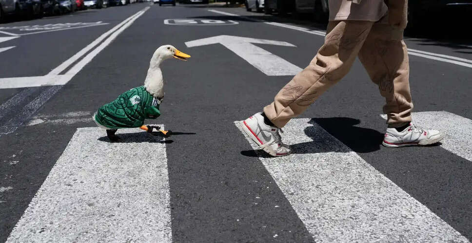 Merlin the Duck's Heartfelt Journey to Support Mexico at the World Cup