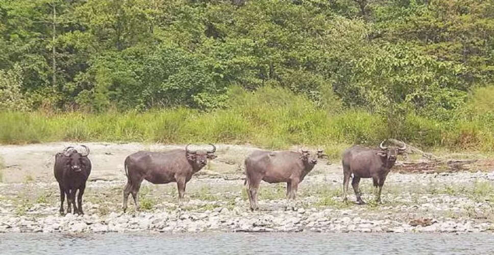 Concerns Mount Over Encroachment in Manas National Park