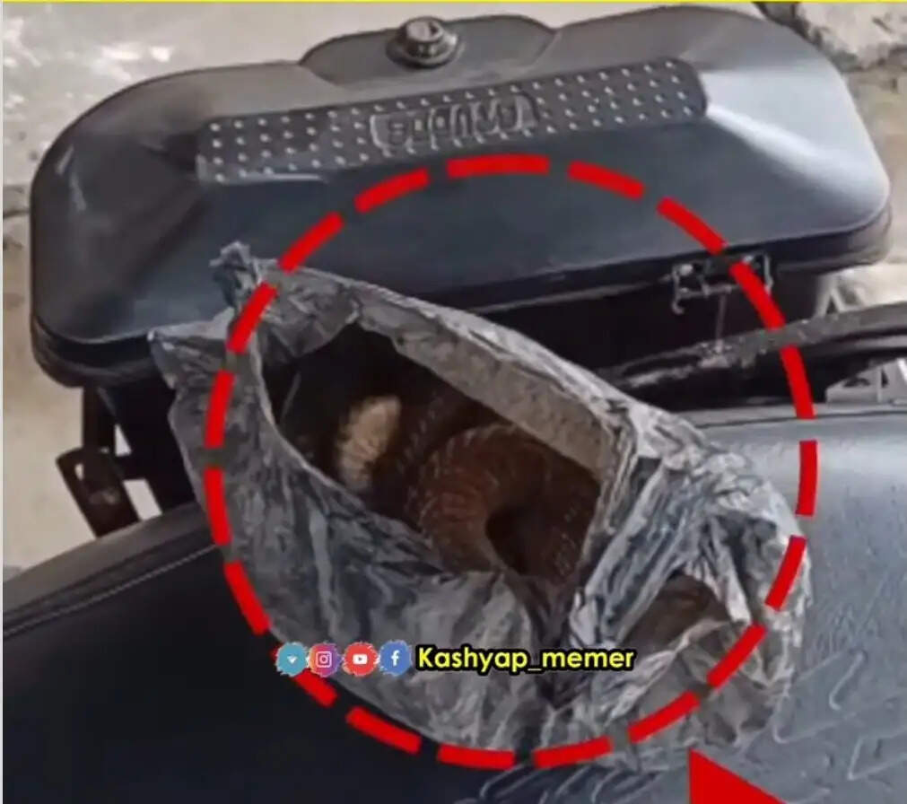 Drunk Man Survives King Cobra Bite While Snake Dies