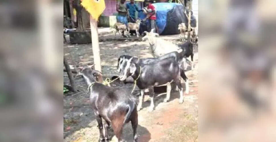 Surge in Goat Prices Ahead of Eid-ul-Azha Leaves Families Struggling