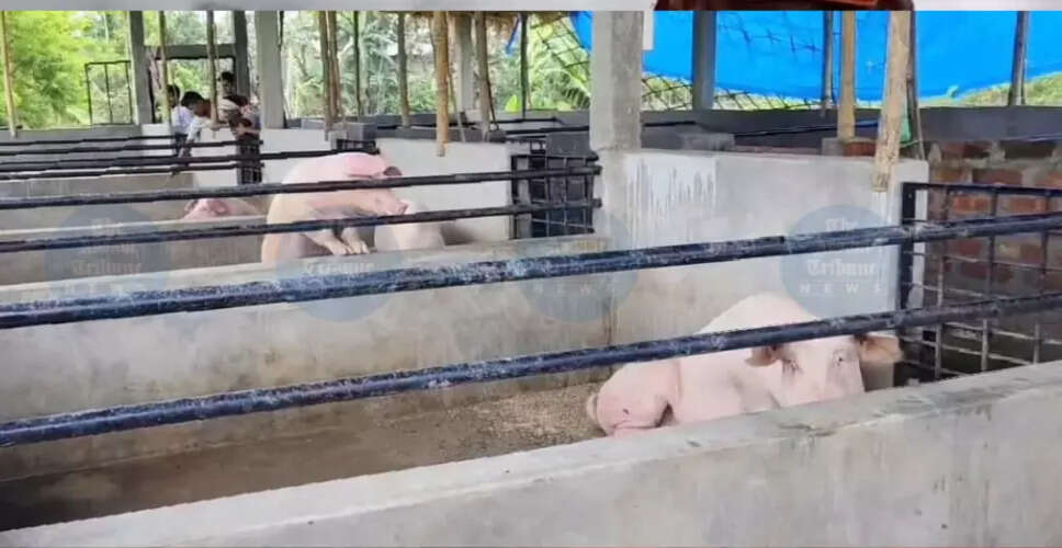 Concerns Rise Over Illegal Pig Supply in Jorhat Amid ASF Ban