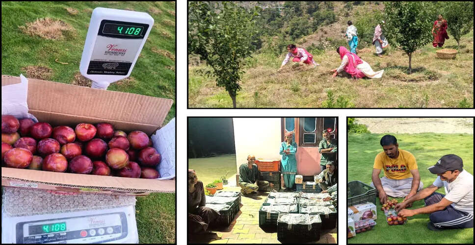 Himachal Pradesh Farmers Thrive with Premium Plum Cultivation