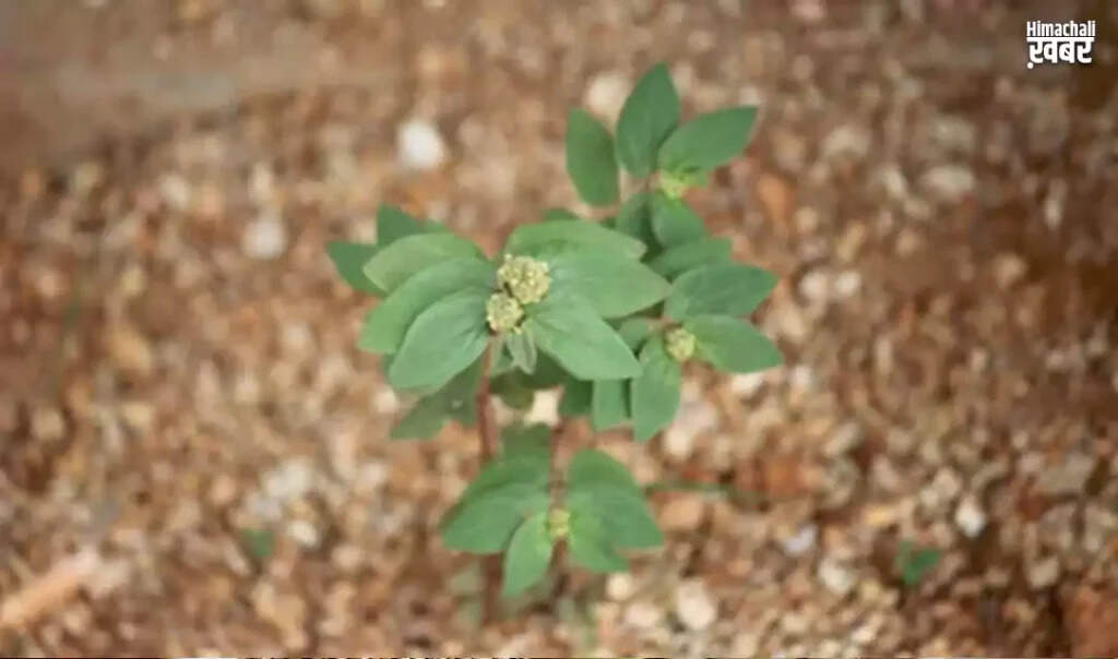 Exploring the Health Benefits of Badi Dudhi Ghaas