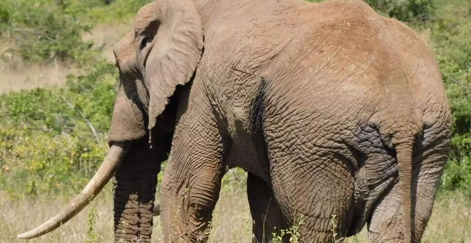 Tragic Elephant Attack Claims Lives in Jharkhand Village