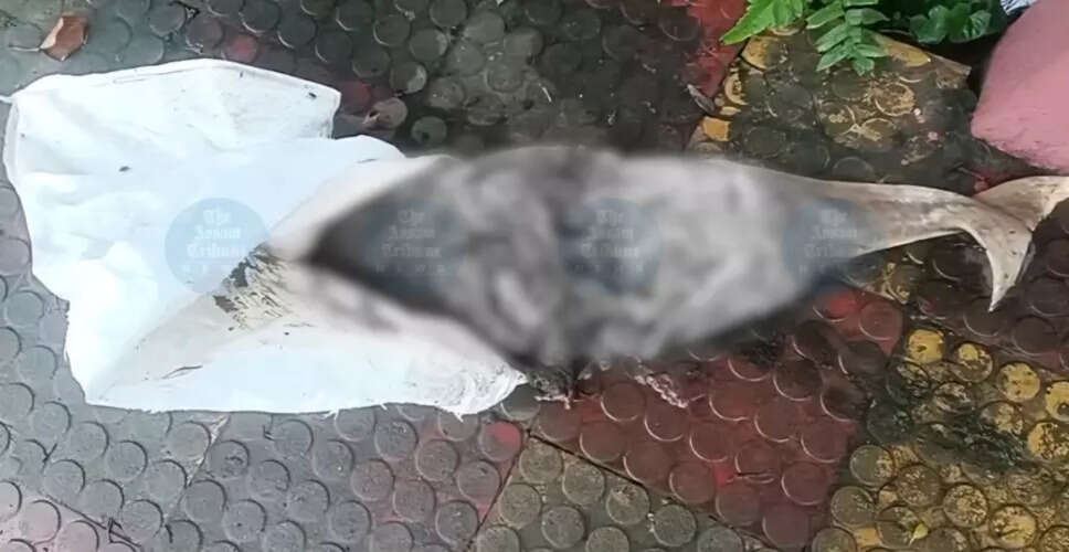 Concerns Rise Over Endangered Dolphin Death in Boko River