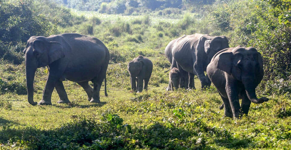 Tragic Train Accident in Assam Claims Lives of Eight Elephants