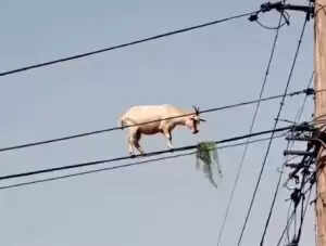 A Goat on a Wire? The Viral Sensation That Has Everyone Talking!