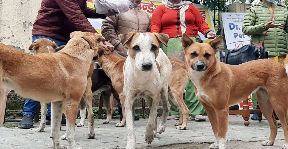 Supreme Court Orders Shelter for Stray Dogs in Delhi-NCR
