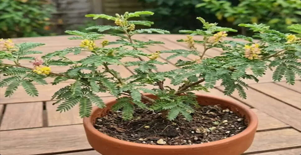 The Significance of the Shami Plant in Hinduism and Vastu Shastra