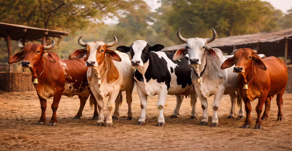 The Rise of Dairy Farming: A Profitable Venture for Farmers