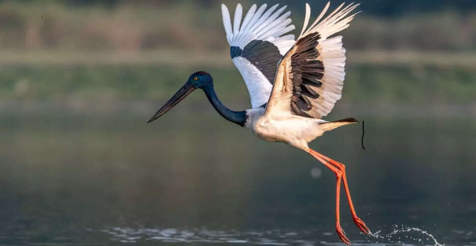 Kaziranga National Park's Bird Survey Reveals Impressive Raptors and Storks Diversity