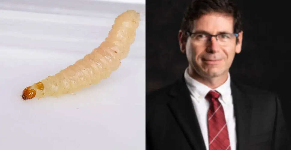 Resurgence of New World Screwworm Raises Alarm in the US