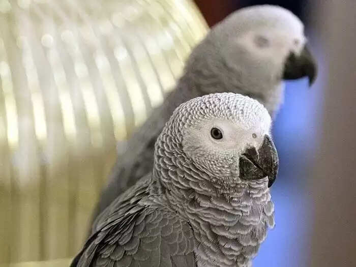 Parrots Removed from UK Zoo for Swearing at Visitors
