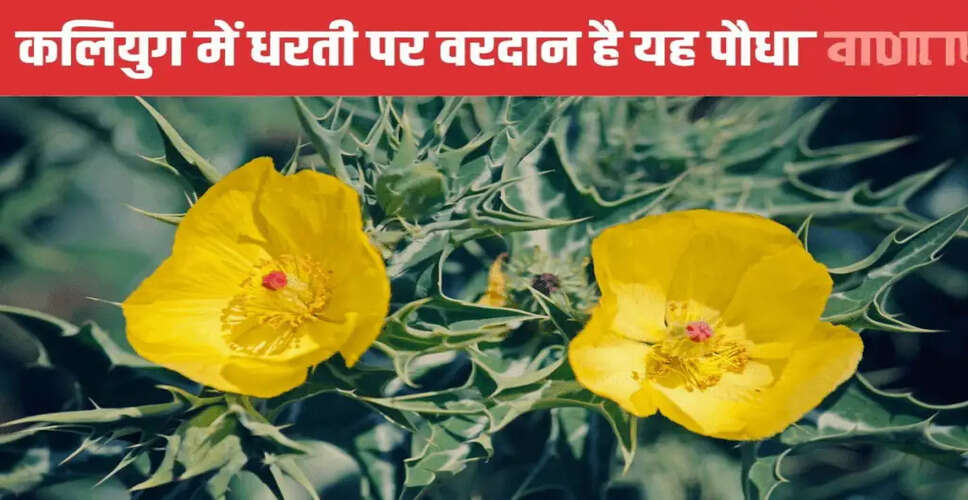 Discover the Health Benefits of the Satyanashi Plant