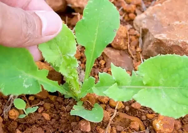 Effective Ayurvedic Remedies for Lipomas: A Natural Approach