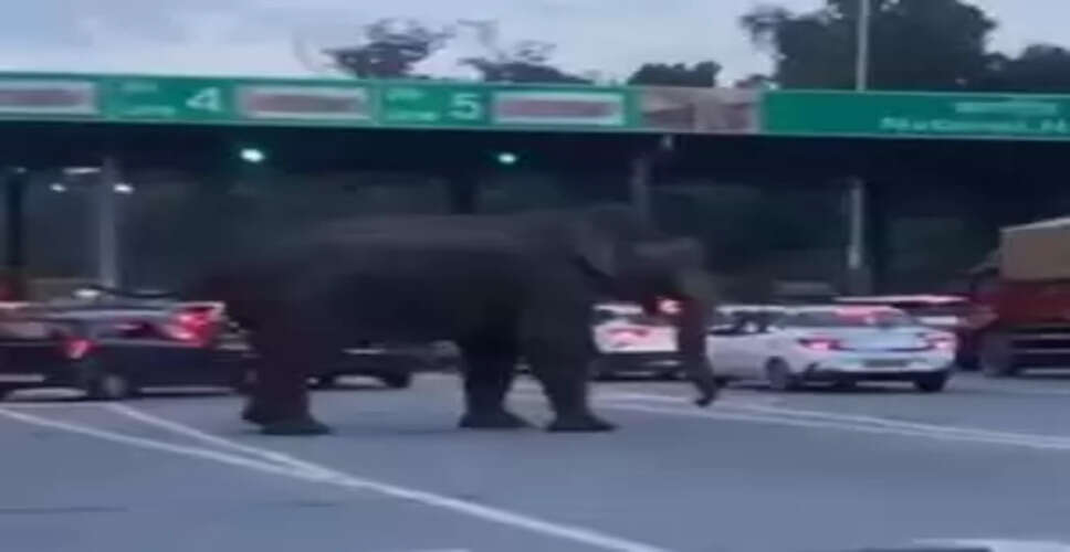 Wild Elephant Causes Havoc at Dehradun-Haridwar Toll Plaza: A Viral Sensation!