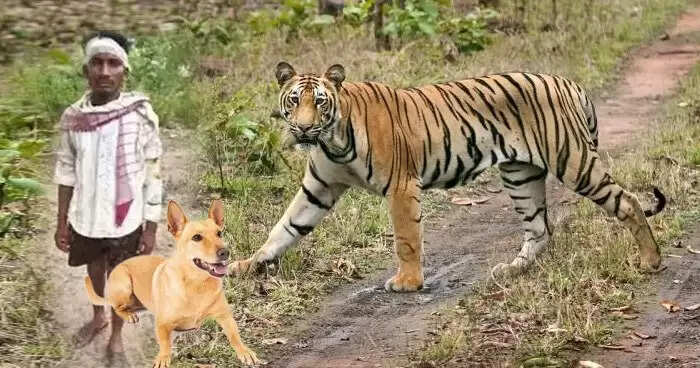 Brave Dog Saves Owner from Tiger Attack in Madhya Pradesh