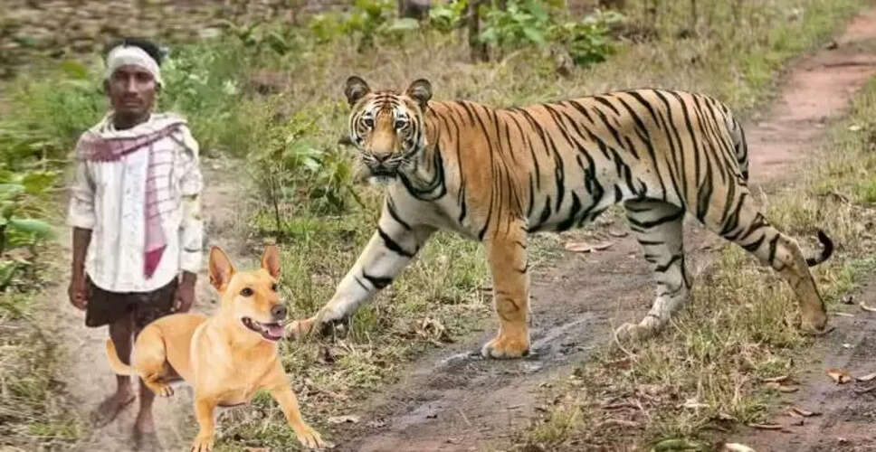 Brave Dog Saves Owner from Tiger Attack in Madhya Pradesh