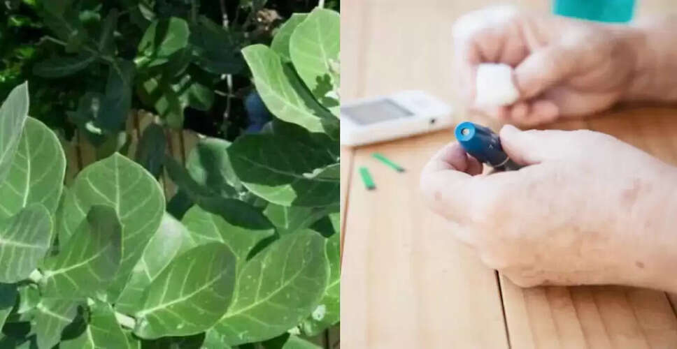 Harnessing the Power of Calotropis Leaves for Diabetes Management