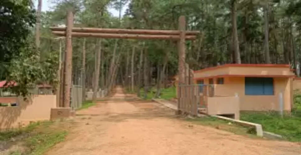 Daringbadi's Duluri Pine Forest Faces Neglect Amid Tourist Rush