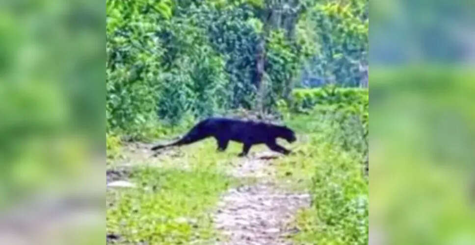 Rare Black Panther Sighting Sparks Excitement in Assam's Tinsukia District