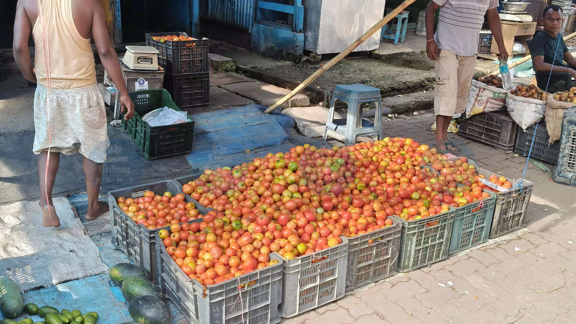 Tomato Farmers in Jorhat Face Severe Price Drop, Urgent Support Needed