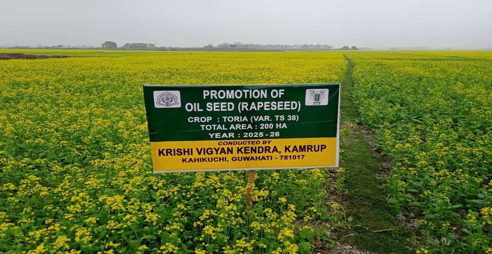 Dense Fog Boosts Toria Seed Harvest in Kamrup District