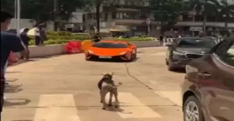 Meet Dogesh: The Street Dog Who Took on a Lamborghini and Won Hearts!