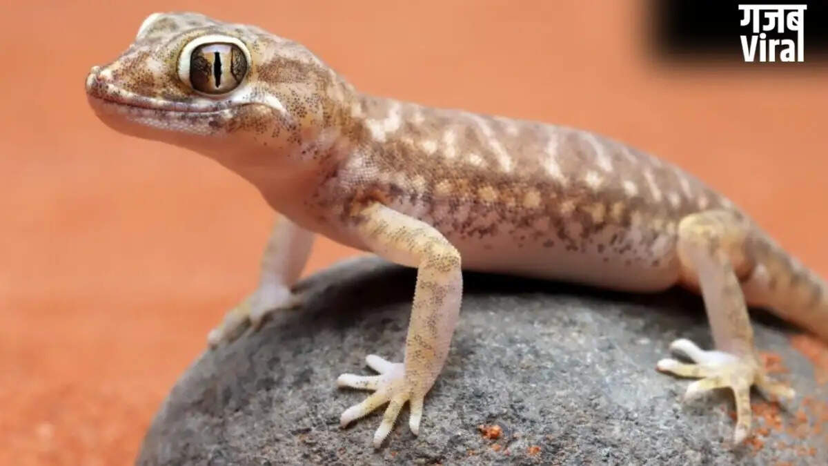 Effective Hacks to Keep Lizards Away from Your Home