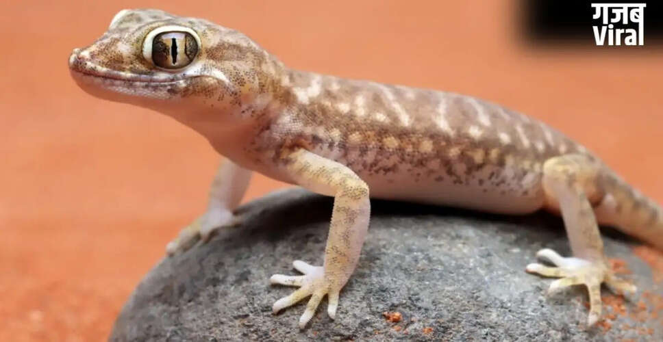 Effective Hacks to Keep Lizards Away from Your Home
