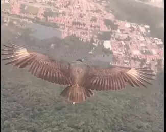 What Makes This Viral Video of a Vulture and Paraglider So Captivating?