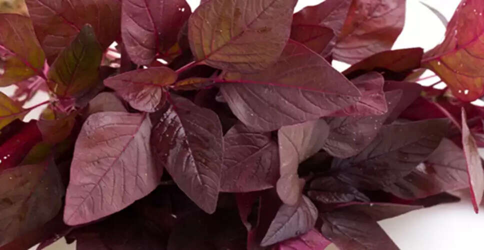 Discover the Health Benefits of Amaranth Greens