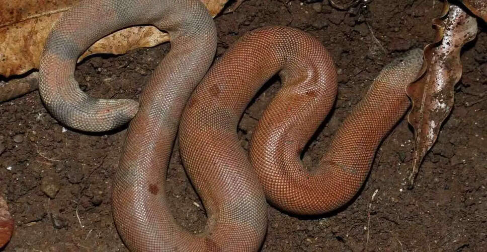 The Fascinating World of the Two-Headed Sand Boa: Demand and Conservation