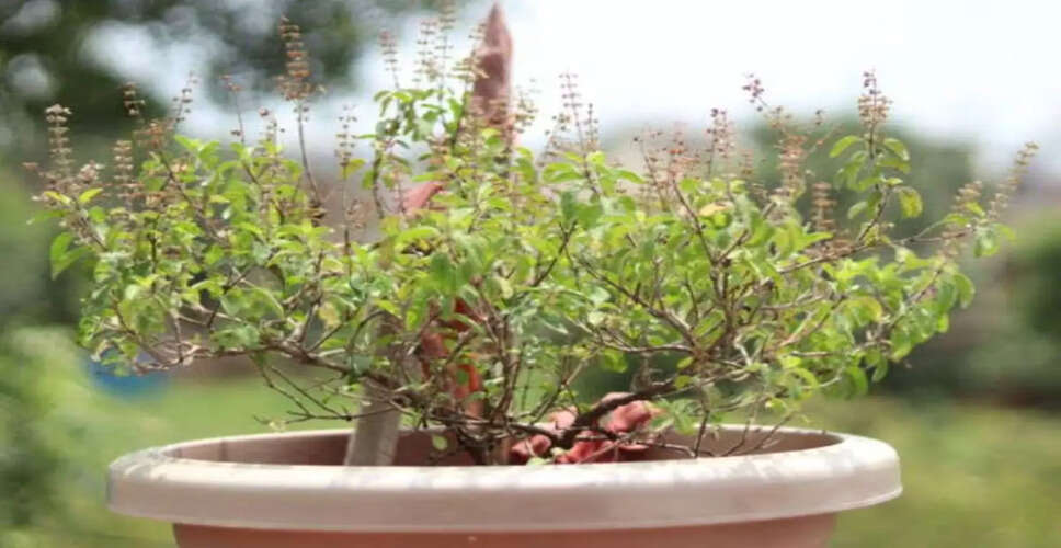 Proper Rituals for Immersing Dried Tulsi: A Guide